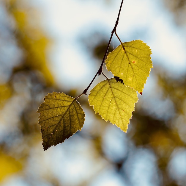 folhas verdes da árvore na natureza, fundo verde