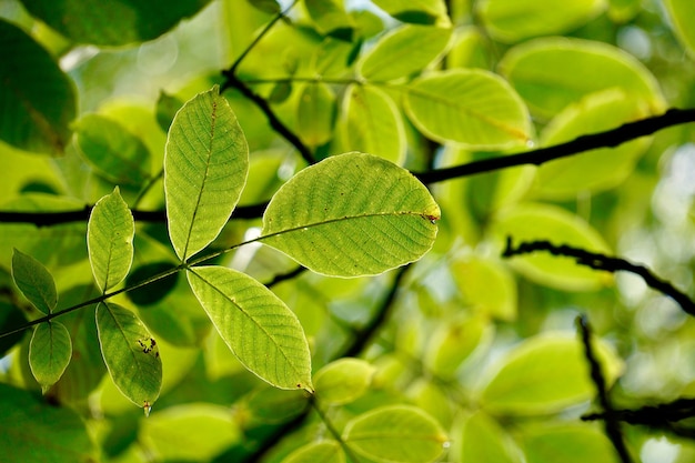 folhas verdes da árvore na natureza na temporada de outono fundo verde