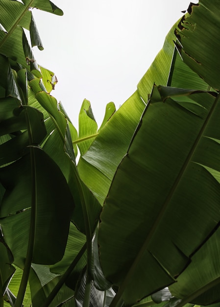 Folhas verdes da banana na natureza, cor tonificada.