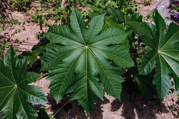 Foto folhas verdes da mamona a planta de nome cientifico ricinus communis