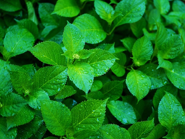 Folhas verdes da natureza com elemento de design de textura de fundo de gota de chuva