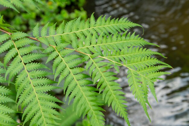 Folhas verdes da natureza na imagem de fundo da textura no parque, em um local ao ar livre