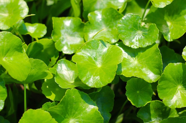 Foto folhas verdes da planta aquática pennywort