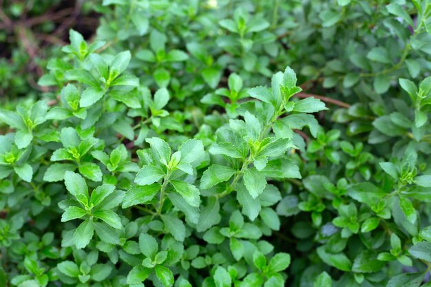 Folhas verdes da planta de estévia