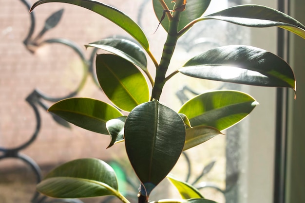 Folhas verdes da planta em casa no fundo da janela