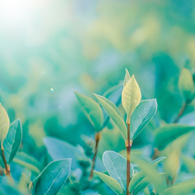 folhas verdes da planta na natureza na primavera