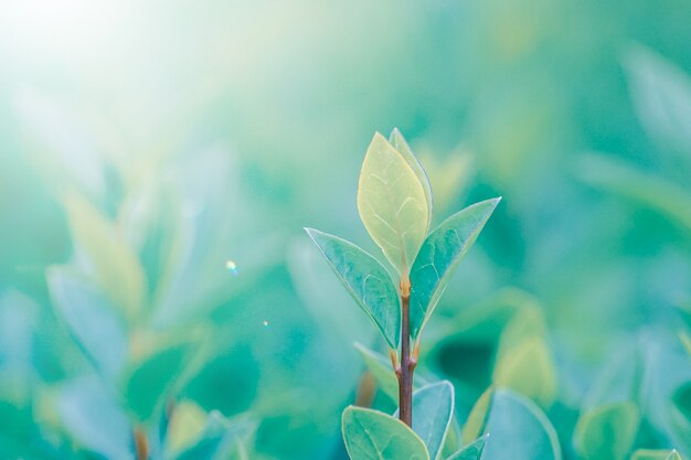 folhas verdes da planta na natureza na primavera