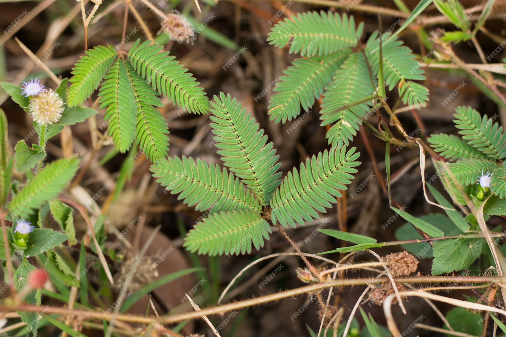 Folhas verdes da planta sensível, planta sonolenta (mimosa pudica) no fundo  verde e roxo, mostrando o significado de tímido