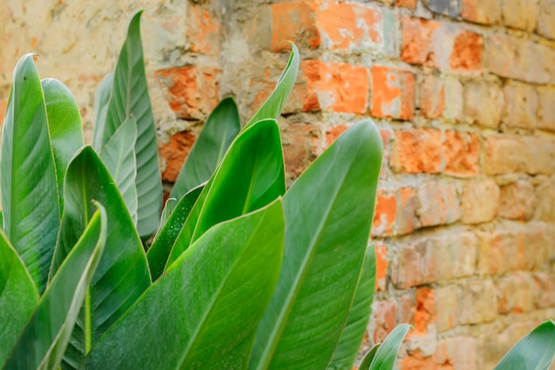 Folhas verdes da planta tropical ao lado da parede de tijolo do sotão.