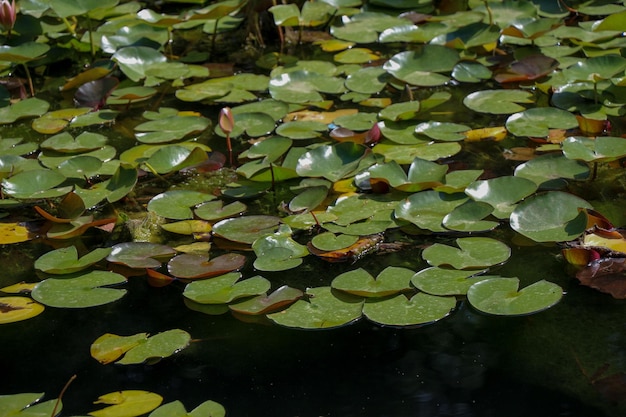 Foto folhas verdes da primavera