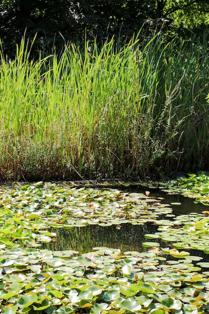 Folhas verdes da primavera