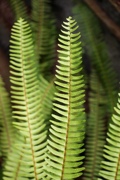 Folhas verdes da primavera