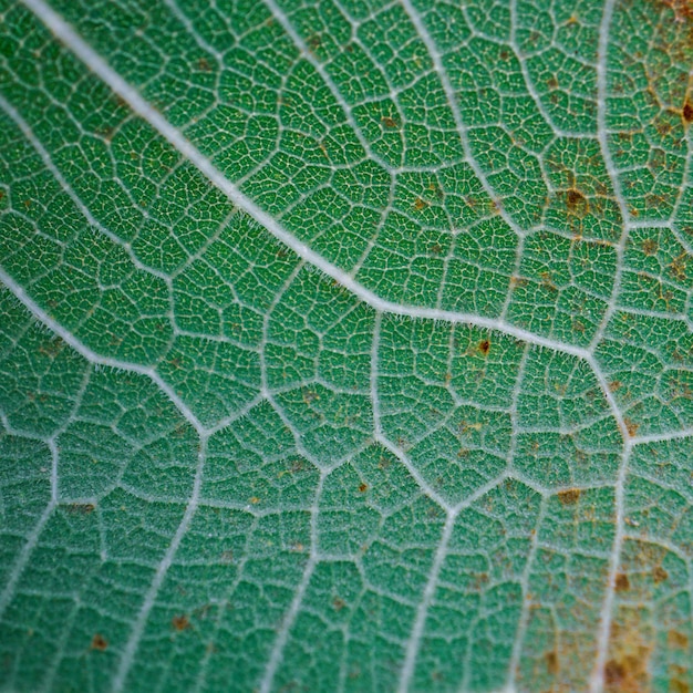 folhas verdes das veias da folha no fundo abstrato da primavera