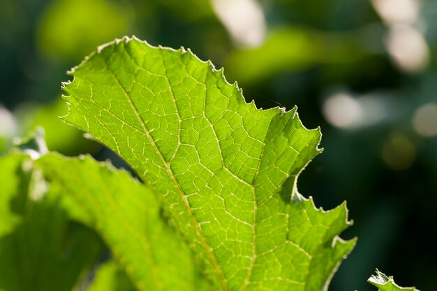 Foto folhas verdes de abobrinha na primavera