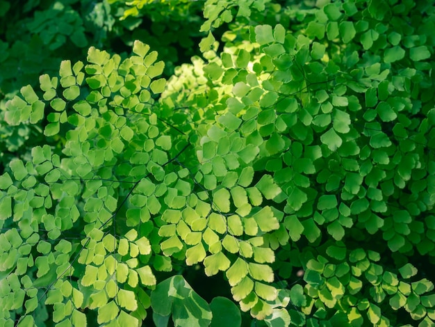 Folhas verdes de Adiantum raddianum cobrem o fundo