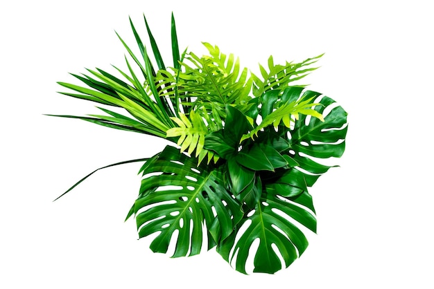 Folhas verdes de arbusto de plantas tropicais