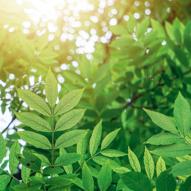 Folhas verdes de árvores na natureza na primavera