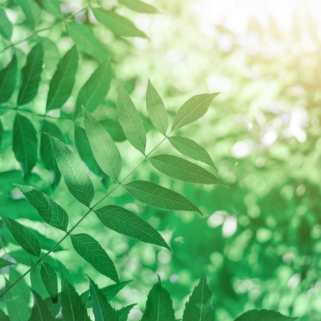 Folhas verdes de árvores na natureza na primavera