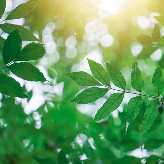 Folhas verdes de árvores na natureza na primavera