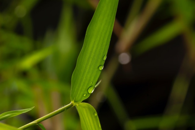 Folhas verdes de bambu em dias chuvosos para um fundo natural