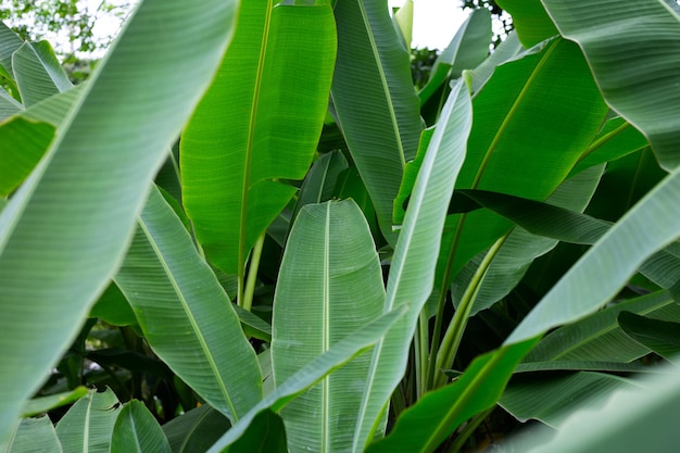 Folhas verdes de bananeira
