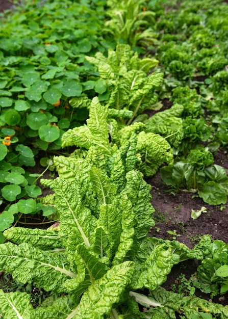 Folhas verdes de beterraba plantadas em hortas ecológicas Conceito de exploração agrícola no campo