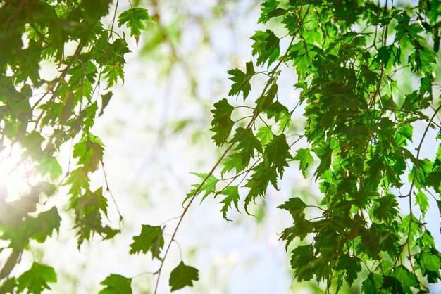 Folhas verdes de bordo contra um céu azul ensolarado