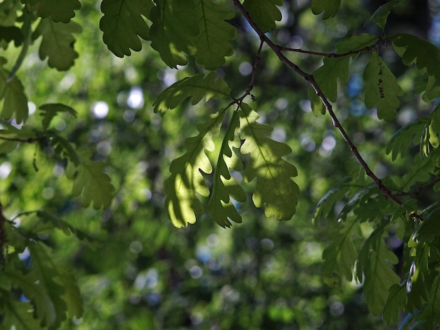 Folhas verdes de carvalho à luz do sol