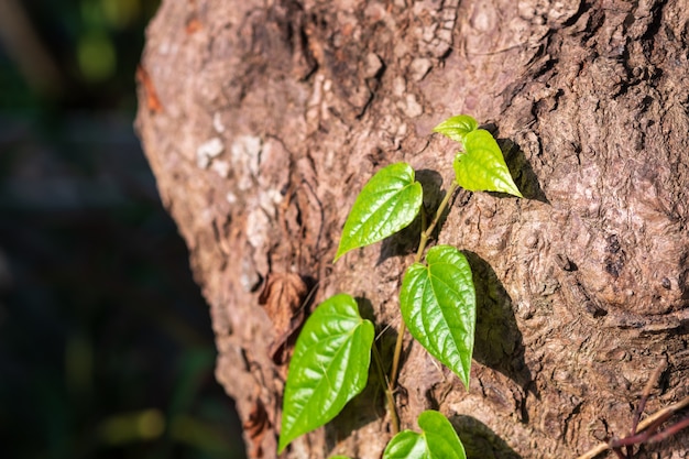 Folhas verdes de Chaplo ou Piper sarmentosum ou WildbetalLeafbush crescimento de hera na lateral da árvore