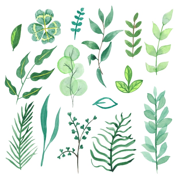 Folhas verdes de clipart em aquarela para uso em casamento, feriado. definir vegetação. Ilustrações isoladas