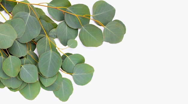 Folhas verdes de eucalipto em branco