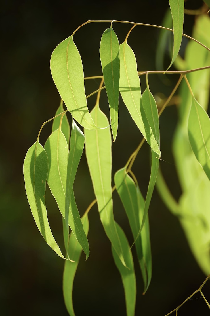 Foto folhas verdes de eucalipto fundo abstrato vintage com espaço de cópia eco orgânico conceito natural