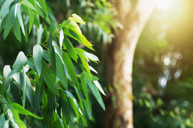 Folhas verdes de eucalipto, galhos, árvores de eucalipto naturais