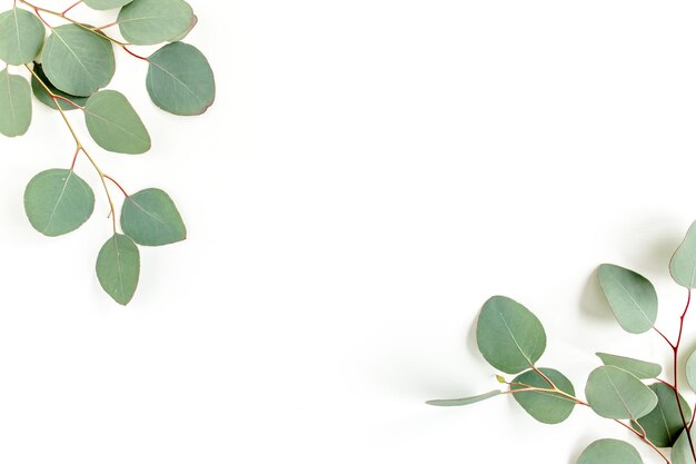 Folhas verdes de eucalipto isoladas em fundo branco