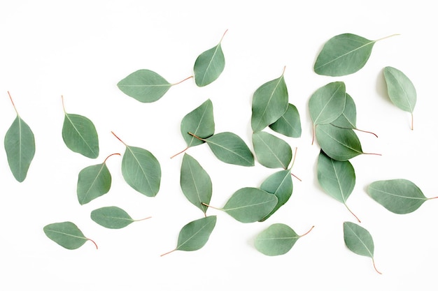 Folhas verdes de eucalipto populus isoladas em fundo branco vista de cima plana