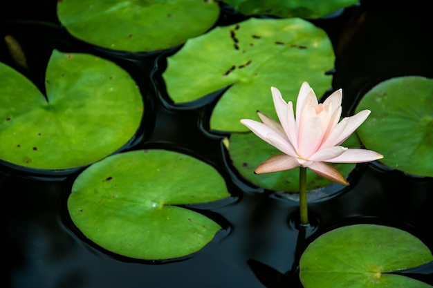 Folhas verdes de flor de lótus no lago