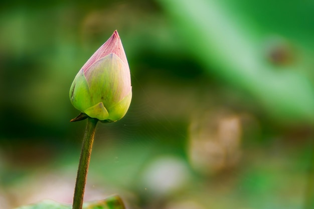 Folhas verdes de flor de lótus no lago