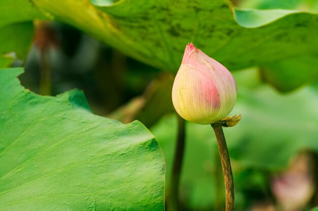 Folhas verdes de flor de lótus no lago