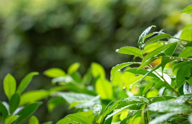 Folhas verdes de folhagem após a chuva com fundo de natureza