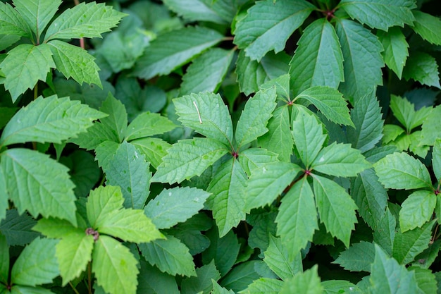 Folhas verdes de folhagem de fundo de uva selvagem