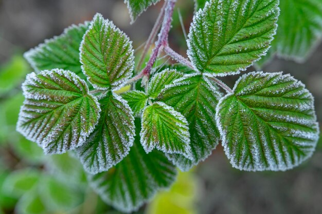 Folhas verdes de framboesa cobertas de geada de inverno em vista de perto