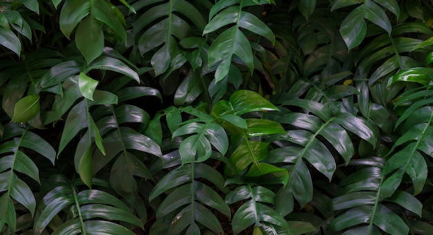 Folhas verdes de fundo da planta tropical
