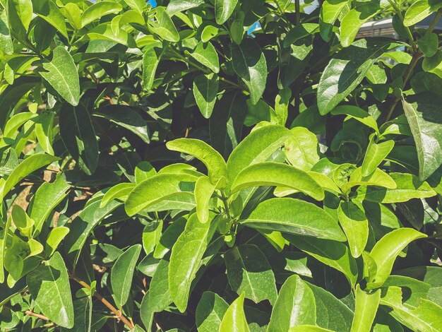 Folhas verdes de fundo de textura natural, pequenas folhas elásticas frescas no arbusto de galhos de árvores