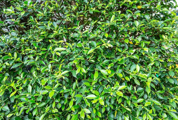 Foto folhas verdes de fundo ficus annulata