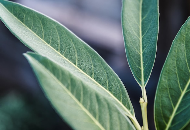 Folhas verdes de fundo natural. Foco seletivo de folha de planta.