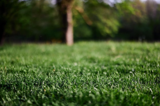 Folhas verdes de grama jovem fresca à luz do sol do céu pôr do sol