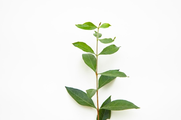 Folhas verdes de henna de ervas isoladas no fundo branco