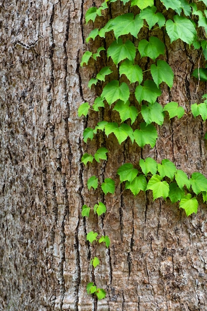 Foto folhas verdes de hera no tronco da árvore de perto