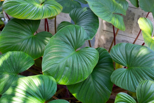 Folhas verdes de homalomena rubescens