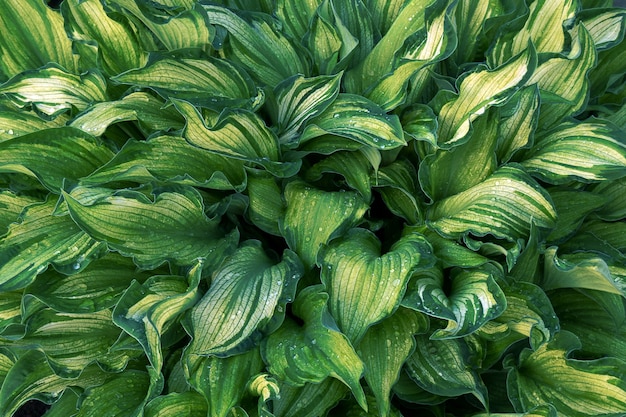 Folhas verdes de hosta com listras brancas e gotas de água, close-up, macro fotografia